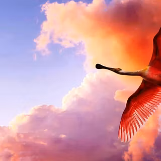 Flying birds wallpaper