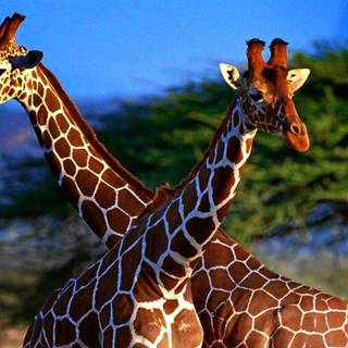 Giraffe HD wallpaper
