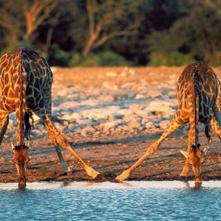 Giraffe HD wallpaper