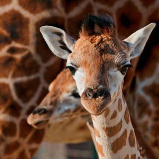 Giraffe HD wallpaper