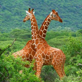 Giraffe HD wallpaper