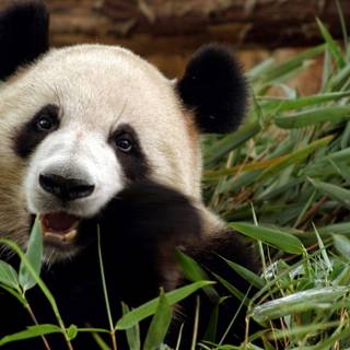 Giant panda wallpaper
