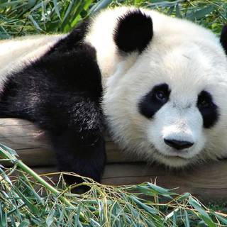 Giant panda wallpaper