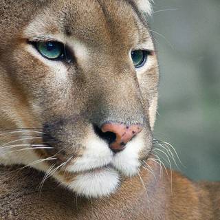 Cougars wallpaper