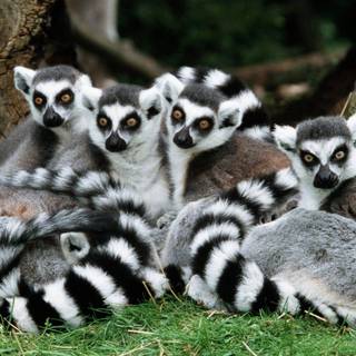 Lemurs wallpaper