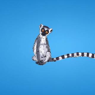 Lemurs wallpaper