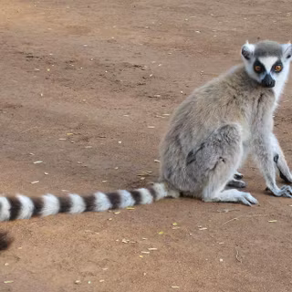 Lemurs wallpaper