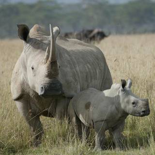 Rhinoceros wallpaper