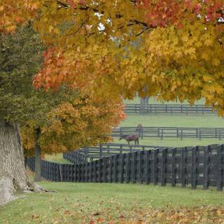 Beautiful autumn horses wallpaper