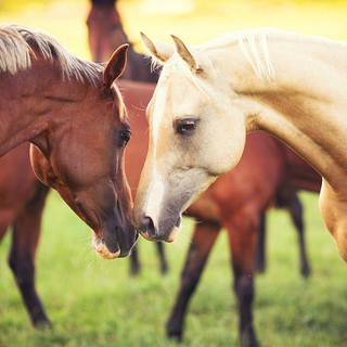 Beautiful autumn horses wallpaper