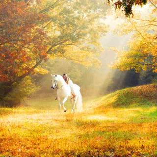 Beautiful autumn horses wallpaper