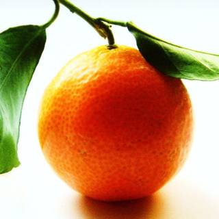 Orange fruit wallpaper