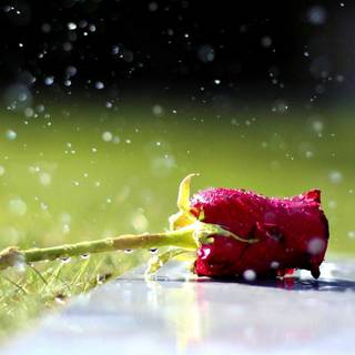 Rain drops HD wallpaper