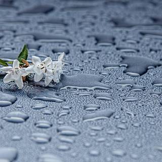 Rain drops HD wallpaper
