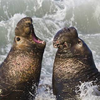 Seals animal wallpaper