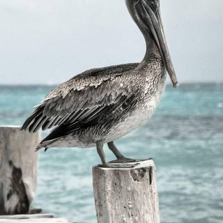 Pelican wallpaper