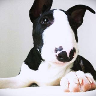 English Bull Terrier wallpaper