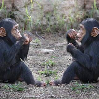 Chimpanzees wallpaper