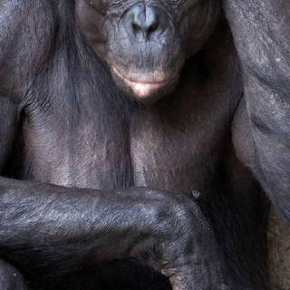 Chimpanzees wallpaper