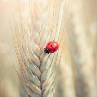 Ladybird wallpaper
