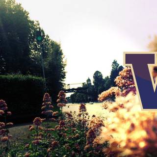 Washington Huskies wallpaper