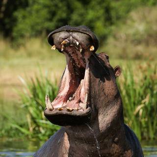 Hippopotamuses wallpaper