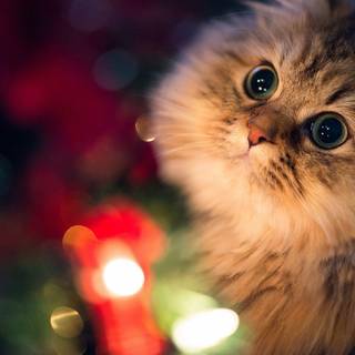 Christmas cats wallpaper