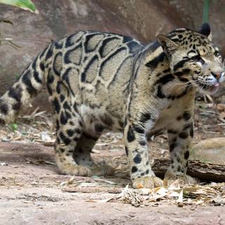 Clouded leopards wallpaper