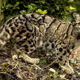 Clouded leopards wallpaper