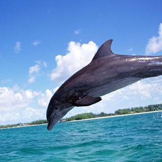 Common computer wallpaper