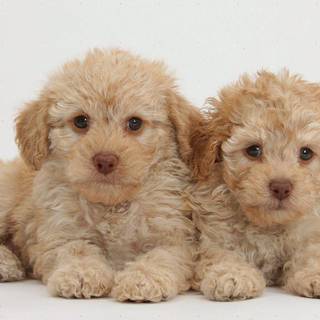 Labradoodle wallpaper