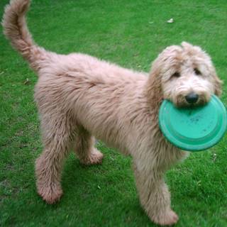 Labradoodle wallpaper