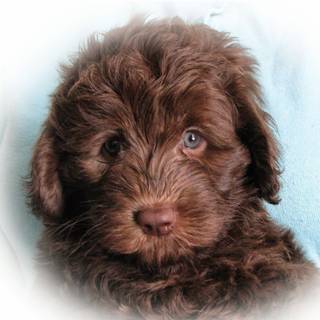 Labradoodle wallpaper