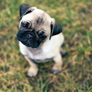 Cute pugs wallpaper