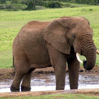 Indian elephant wallpaper