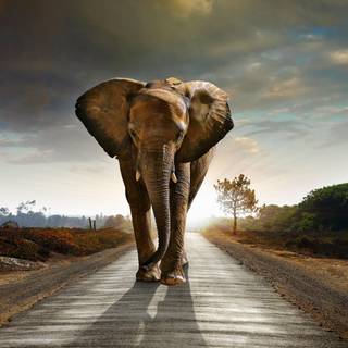 Indian elephant wallpaper