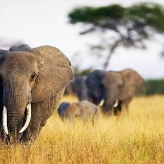 Indian elephant wallpaper