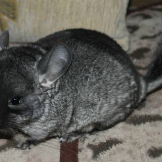 Chinchilla wallpaper