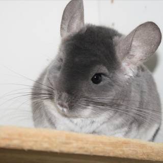 Chinchilla wallpaper