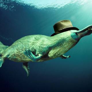 Perry the platypus wallpaper free