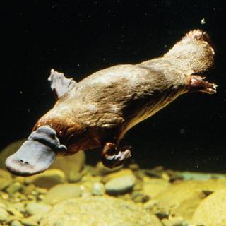 Platypus wallpaper