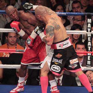 Miguel Cotto wallpaper