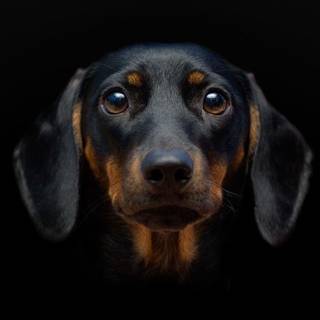 Black dog wallpaper