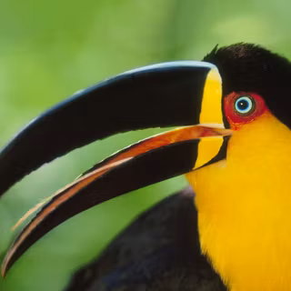 Toucans wallpaper