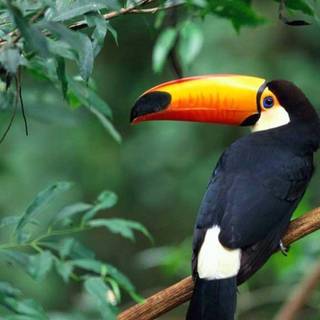 Toucans wallpaper