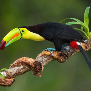 Toucans wallpaper
