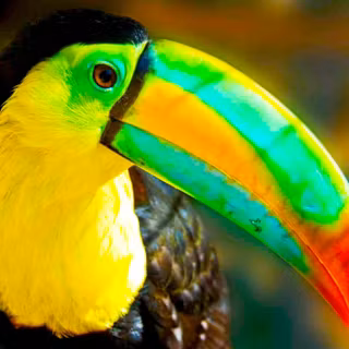 Toucans wallpaper