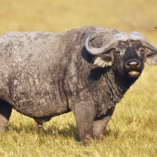 Water buffalo wallpaper