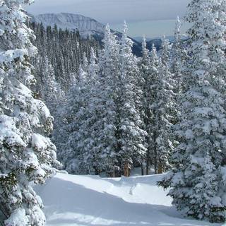 Holiday season wallpaper