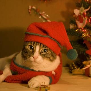 Christmas cat wallpaper